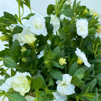 Zauberglöckchen 'Uno Double White' weiß, gefüllt, Topf-Ø 13 cm, 6 Pflanzen