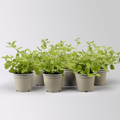 Helichrysum 'Gold', gelblaubig, Topf- Ø 12 cm, 6 Pflanzen