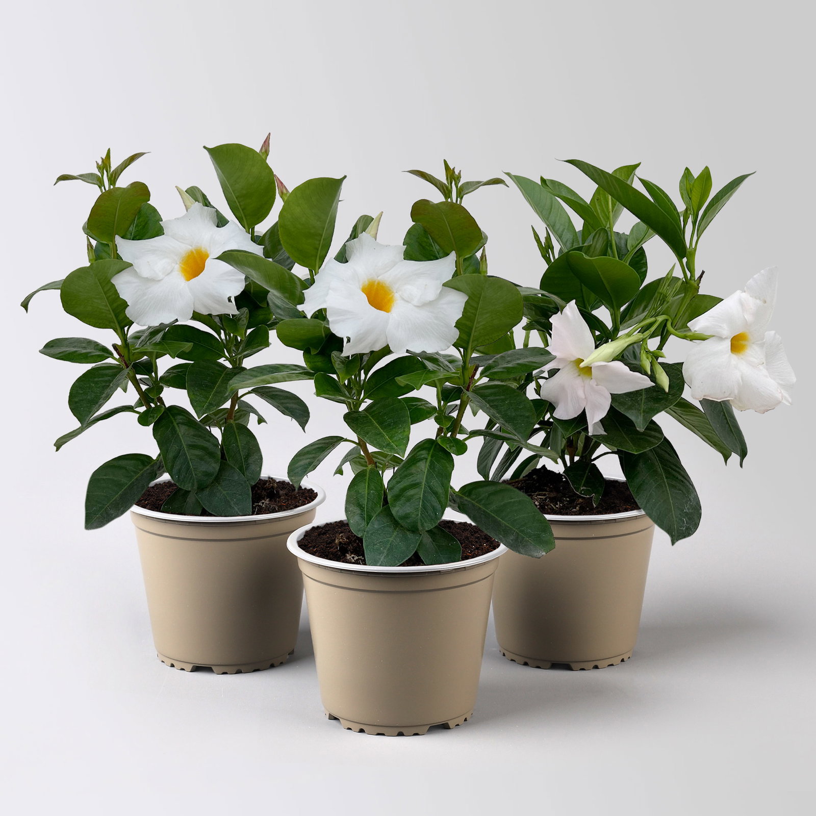 Dipladenie 'Qdeville®', weiß, buschartig, Topf-Ø 12 cm, 3 Pflanzen