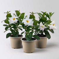 Dipladenie 'Qdeville®', weiß, buschartig, Topf-Ø 12 cm, 3 Pflanzen