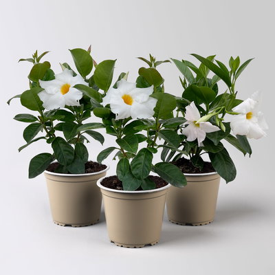 Dipladenie 'Qdeville®', weiß, buschartig, Topf-Ø 12 cm, 3 Pflanzen