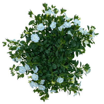 Zauberglöckchen 'Uno Double White' weiß, gefüllt, Topf-Ø 13 cm, 6 Pflanzen