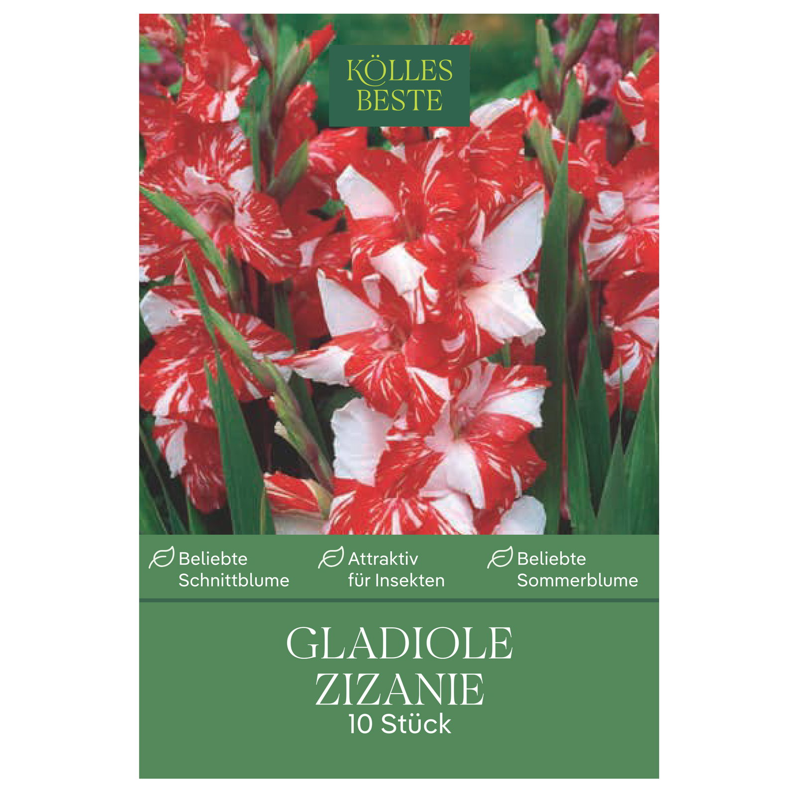 Kölles Beste Gladiole 'Zizanie'®, weiß, 10 Blumenknollen
