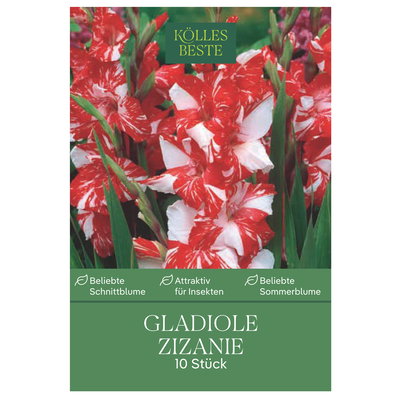 Kölles Beste Gladiole 'Zizanie'®, weiß, 10 Blumenknollen