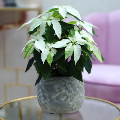 Bio Herbsttern, Euphorbia 'Princettia®', weiß, Topf-Ø 12 cm, 3 Pflanzen