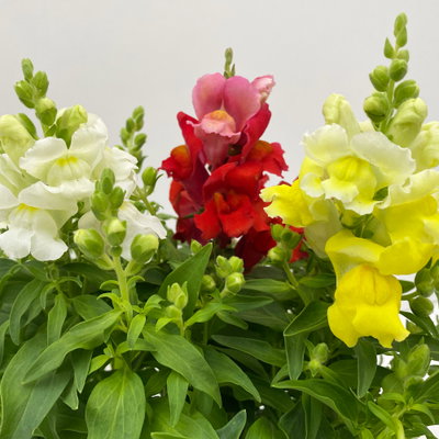 Löwenmaul, Antirrhinum majus 'Trio', Topf 12 cm Löwenmaul, Antirrhinum majus 'Trio', Topf 12 cm