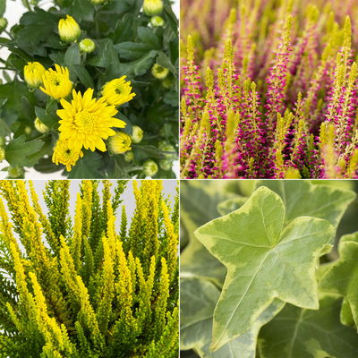 Grabbepflanzung Herbst, gelb-grün, 12 Pflanzen Grabbepflanzung Herbst, gelb-grün, 12 Pflanzen