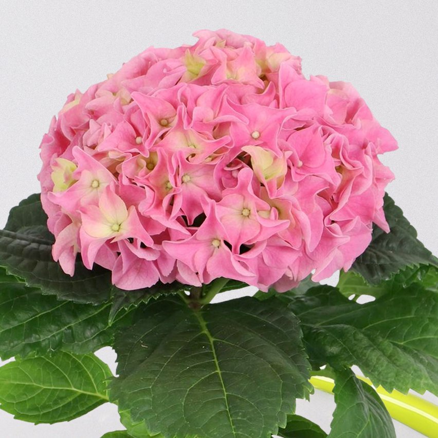 Hortensie 'Early Rosa' rosa, 1-Trieber, Topf-Ø 8,5 cm, Höhe: 15 cm, 3er-Set
