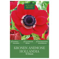 Kronen-Anemonen 'Hollandia', rot, Größe 7/8, 10 Blumenzwiebeln