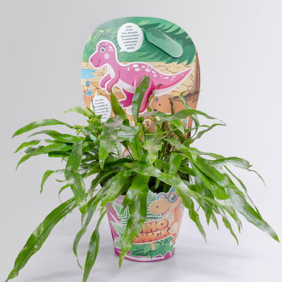 Dino Snack®, Mira, Känguru-Farn, Topf-Ø 14 cm, mit Brotdose Dino Snack®, Mira, Känguru-Farn, Topf-Ø 14 cm, mit Brotdose