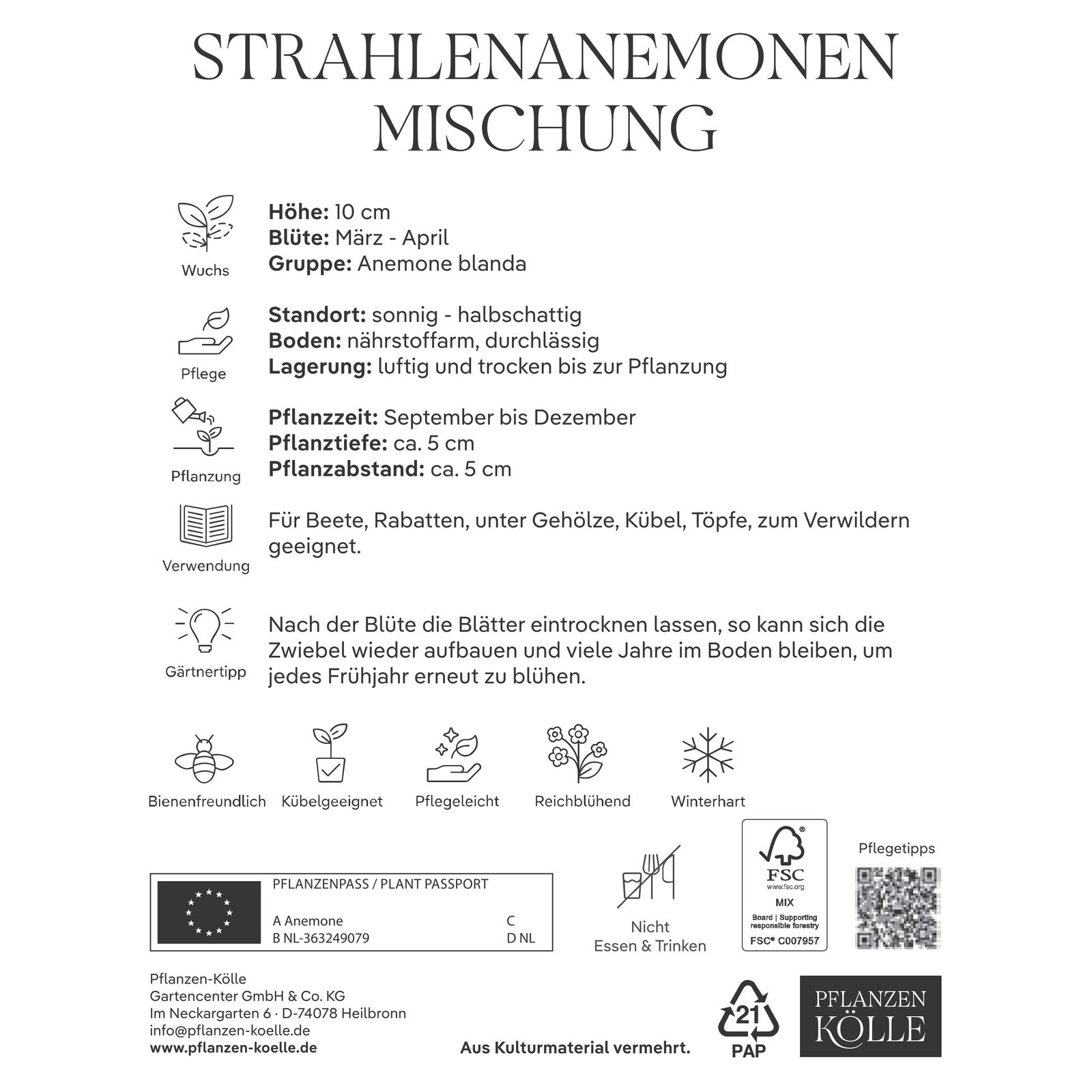 Strahlen-Anemonen Blanda, Größe 5+, 15 Blumenzwiebeln