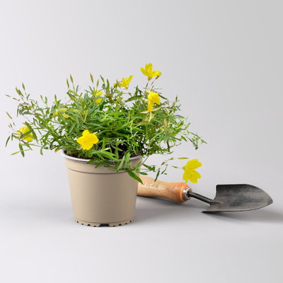 Nachtkerze 'African Sun®' gelb, Topf-Ø 13 cm, 6 Pflanzen Nachtkerze 'African Sun®' gelb, Topf-Ø 13 cm, 6 Pflanzen