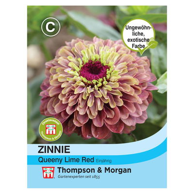 Zinnie „Queeny Lime Red“ (Zinnia elegans) Zinnie „Queeny Lime Red“ (Zinnia elegans)