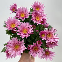 Chrysanthemen 'Chrysanne® Anemona Pink', pink, Topf-Ø 13 cm, 4 Pflanzen