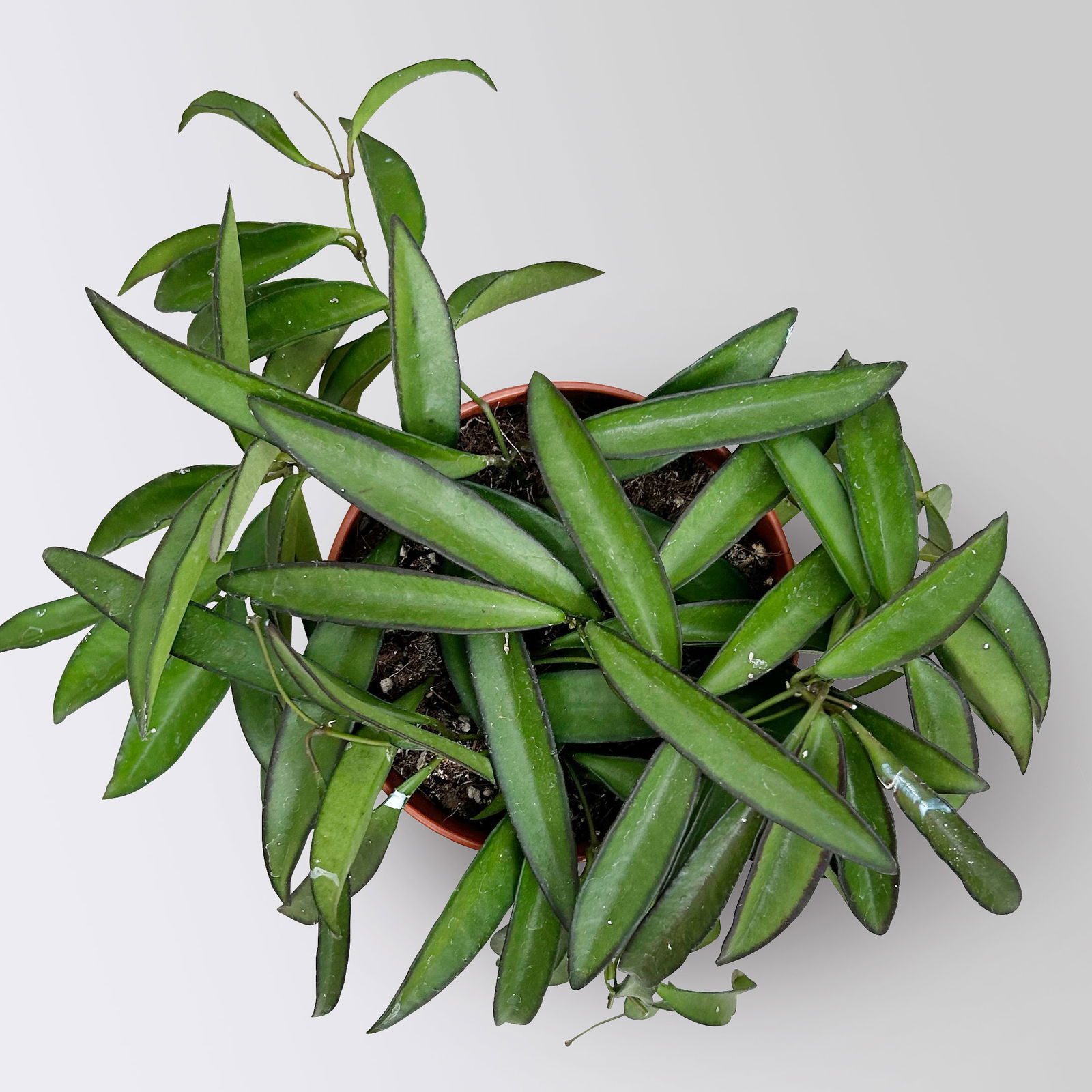 Bio Porzellanblume 'Hoya wayetii', Topf-Ø 10,5 cm, 3 Pflanzen