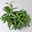 Bio Porzellanblume 'Hoya wayetii', Topf-Ø 10,5 cm, 3 Pflanzen