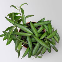 Bio Porzellanblume 'Hoya wayetii', Topf-Ø 10,5 cm, 3 Pflanzen