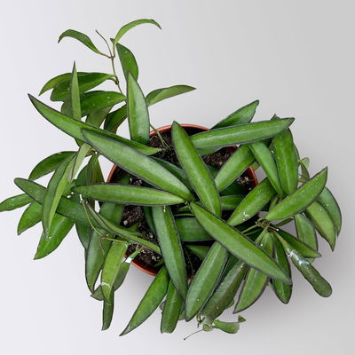 Zimmerpflanzenset 'Porzellanblumenliebe', Topf-Ø 10,5 cm, 3 Pflanzen Zimmerpflanzenset 'Porzellanblumenliebe', Topf-Ø 10,5 cm, 3 Pflanzen