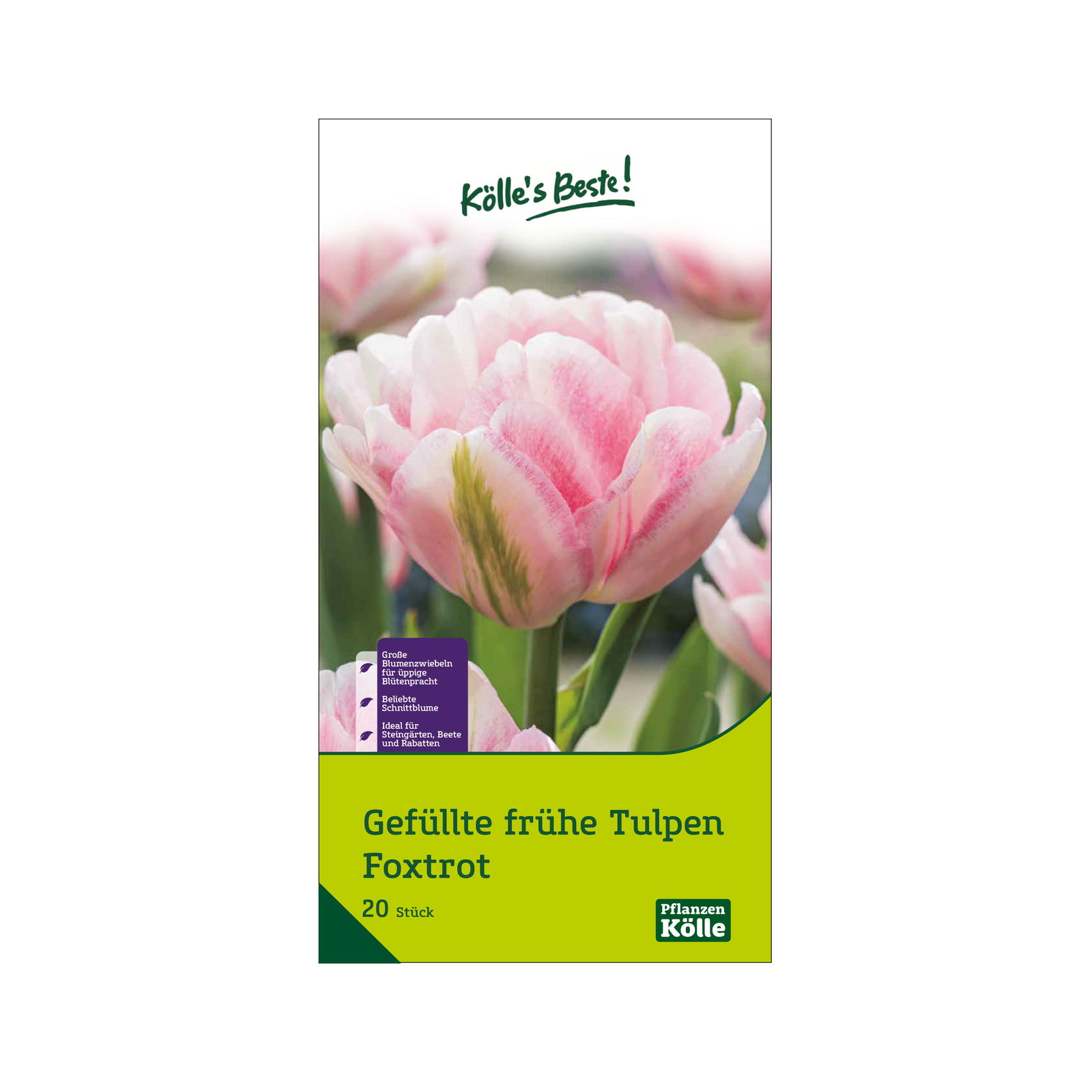 Tulpen 'Foxtrott', rosa, 20 Blumenzwiebeln