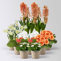 Pflanzen-Set Frühlingsharmonie, 12 Pflanzen