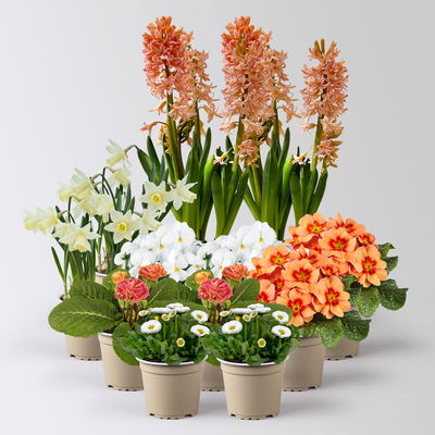 Pflanzen-Set Frühlingsharmonie, 12 Pflanzen