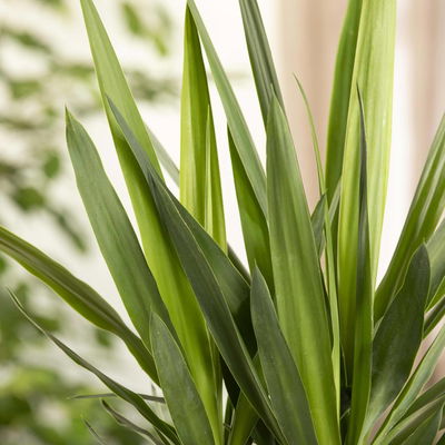 Palmlilie, Topf-Ø 17 cm, Höhe ca. 60-80 cm