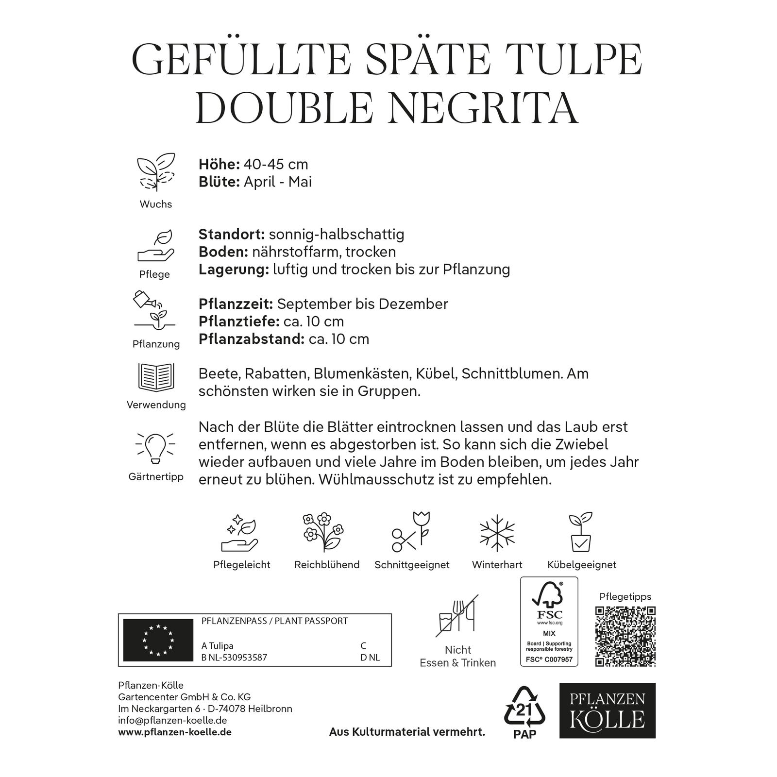 Gefüllte späte Tulpen 'Double Negrita', purpur, 7 Blumenzwiebeln