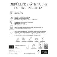 Gefüllte späte Tulpen 'Double Negrita', purpur, 7 Blumenzwiebeln