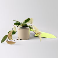 Bio Porzellanblume 'Krimson Queen', Topf-Ø 10,5 cm, 3 Pflanzen