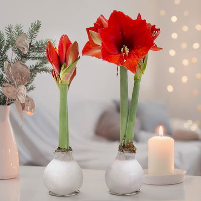 Amaryllis in Wachs, Dekor 'Basic White', Blüte rot, 2 Pflanzen