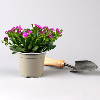 Lewisia cotyledon, Farben zufällig, Topf-Ø 12 cm, 3er-Set