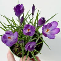 Wild Krokus 'Ruby Giant' blau-lila, vorgetrieben Topf-Ø 10,5 cm, 6 Pflanzen