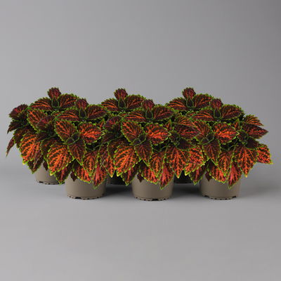 Buntnessel 'Magnificent Mile' rot-braun-grün, Topf -Ø 12 cm, 6er-Set