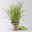 Bio Rutenhirse 'Heavy Metal', Topf 5 Liter