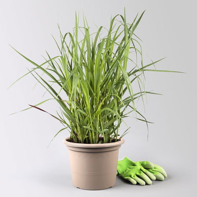 Bio Rutenhirse 'Heavy Metal', Topf 5 Liter