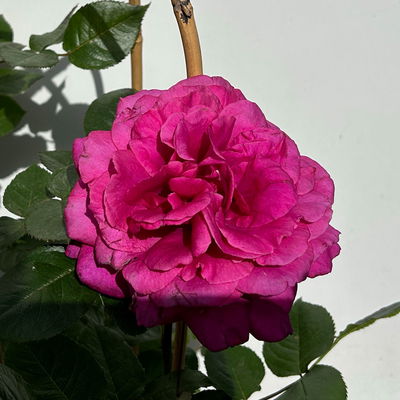 Duftende Edelrose 'Bellevue'®, purpur-rot, Doppelbogen, Topf 7,5 Liter Duftende Edelrose 'Bellevue'®, purpur-rot, Doppelbogen, Topf 7,5 Liter