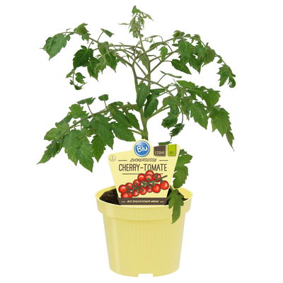 Blu Bio Cherrytomatenpflanze 'Pepe F1', Topf-Ø 12 cm, 3er-Set