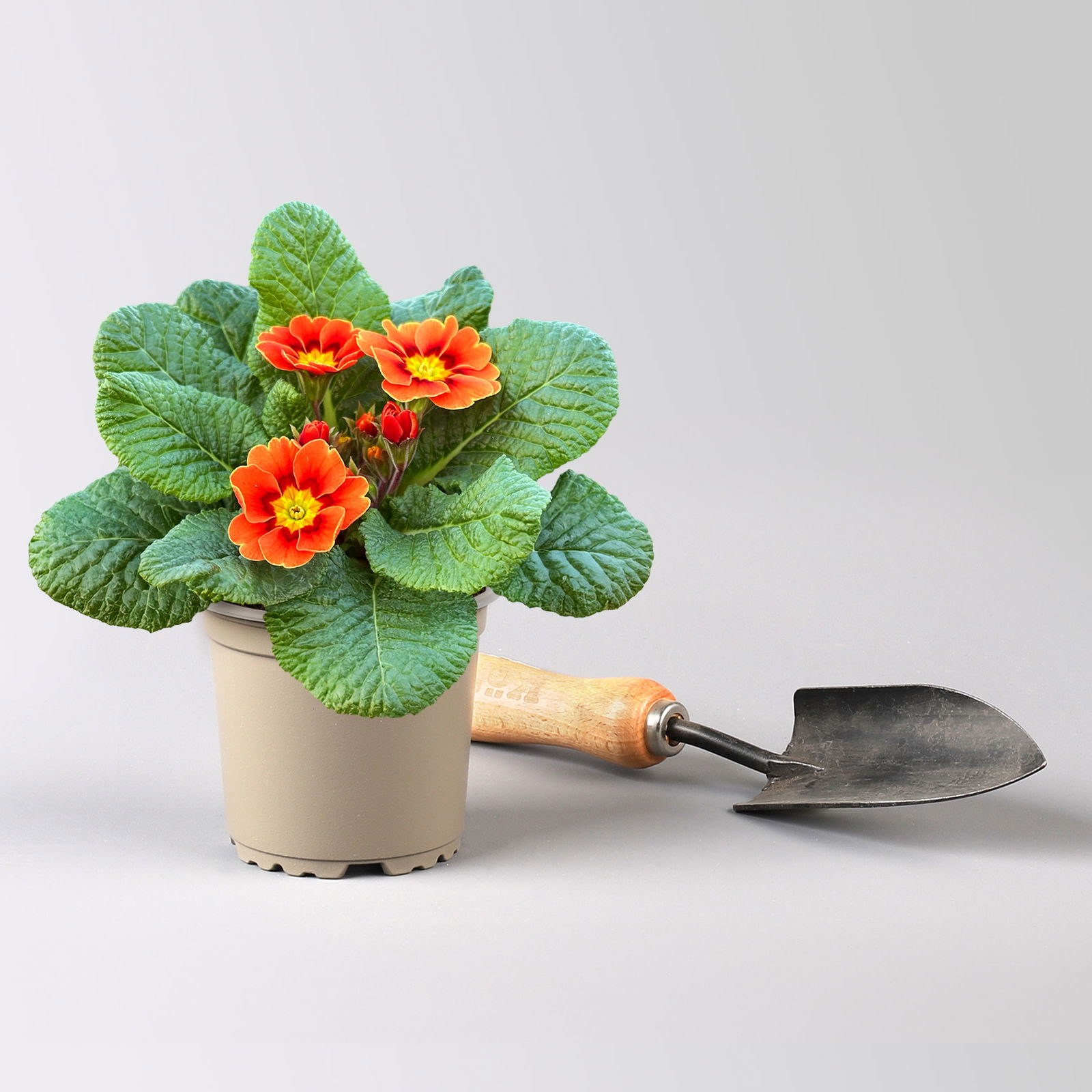 Pflanzenkreation Frühlingskick, 12 Pflanzen inkl. Erde