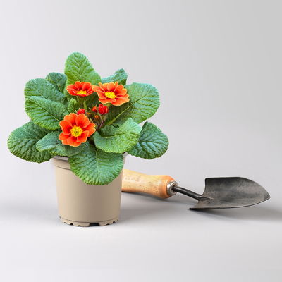 Pflanzenkreation Frühlingskick, 12 Pflanzen inkl. Erde