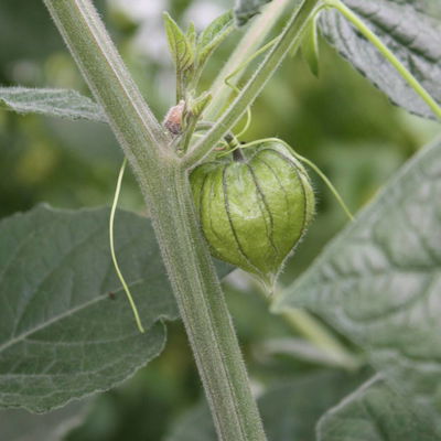 Blu Bio Andenbeere, Topf-Ø 12 cm, 3er Set