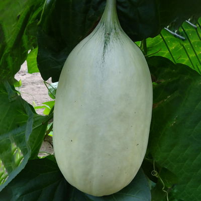 Blu Bio Mangomelone F1, Topf-Ø 12 cm, 3er Set Blu Bio Mangomelone F1, Topf-Ø 12 cm, 3er Set