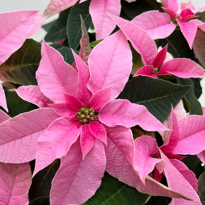 Bio Herbsttern, Euphorbia 'Princettia'®, hellrosa, Topf-Ø 17 cm