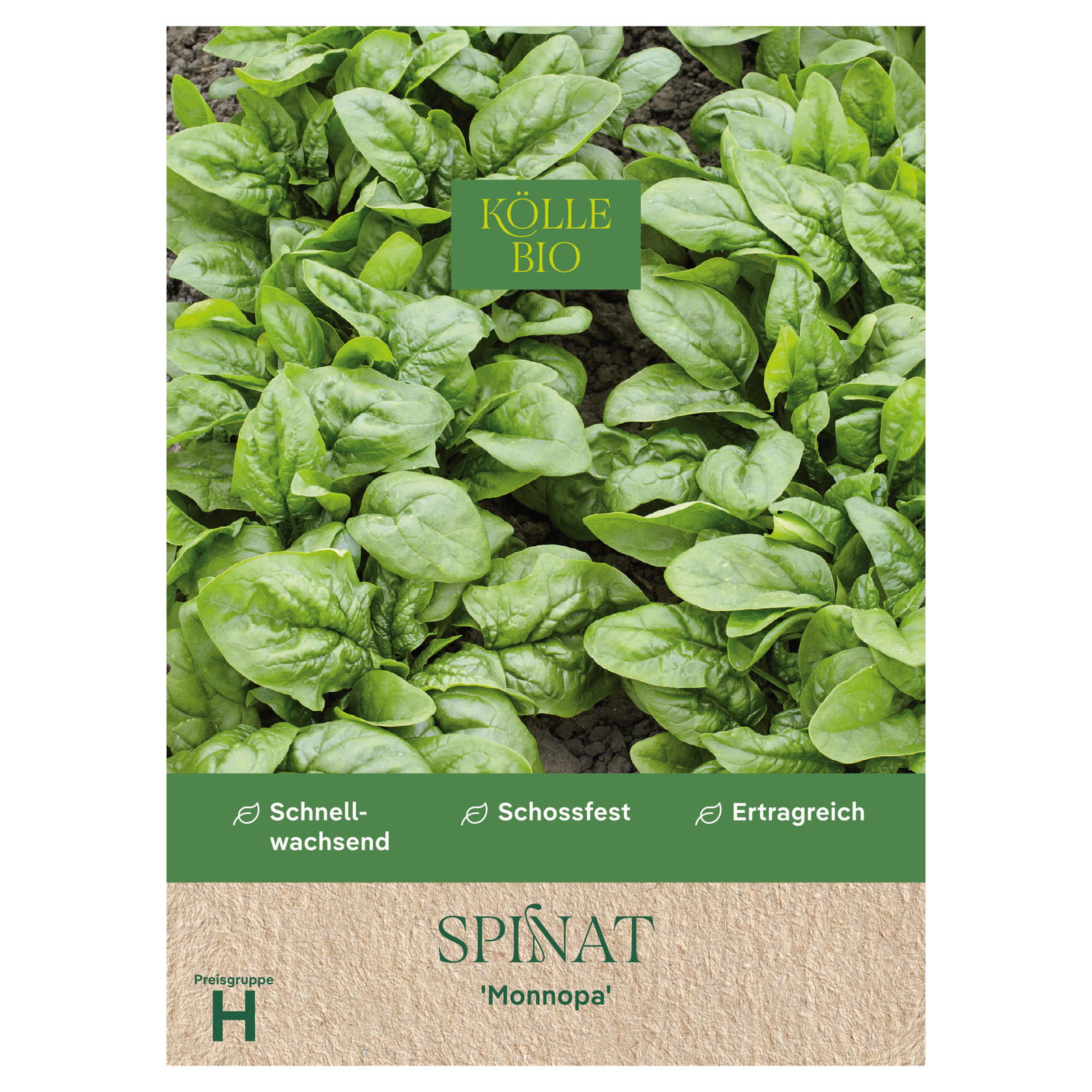 Kölles Beste Saatgut Spinat 'Monnopa', grün