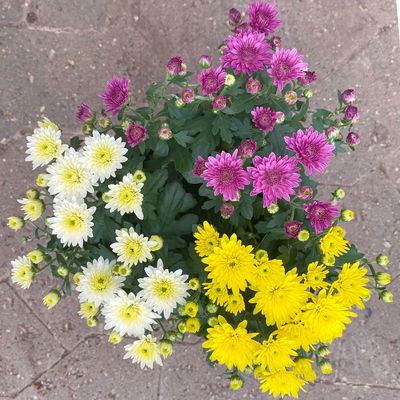 Chrysanthemen 'Trio', gelb-weiß-lila, Topf-Ø 14 cm, 4 Pflanzen Chrysanthemen 'Trio', gelb-weiß-lila, Topf-Ø 14 cm, 4 Pflanzen