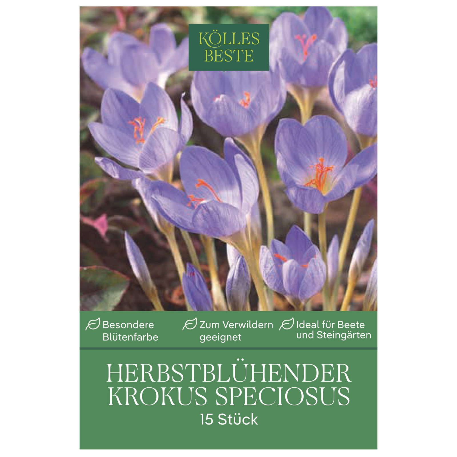 Kölles Beste Herbstblühender Krokus 'Speciosus', 15 Krokuszwiebeln Kölles Beste Herbstblühender Krokus 'Speciosus', 15 Krokuszwiebeln