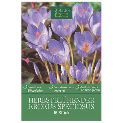 Kölles Beste Herbstblühender Krokus 'Speciosus', 15 Krokuszwiebeln Kölles Beste Herbstblühender Krokus 'Speciosus', 15 Krokuszwiebeln