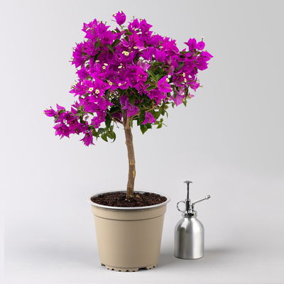 Bougainvillea, Ministamm, Topf-Ø 18 cm, Höhe ca. 50-60 cm Bougainvillea, Ministamm, Topf-Ø 18 cm, Höhe ca. 50-60 cm