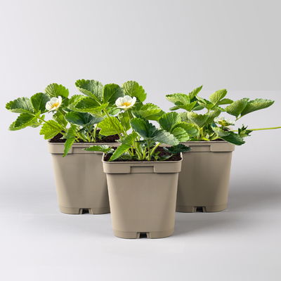 Bio Erdbeere Hummi® 'Süße Brumme', Topf 11x11 cm, 3 Pflanzen Bio Erdbeere Hummi® 'Süße Brumme', Topf 11x11 cm, 3 Pflanzen