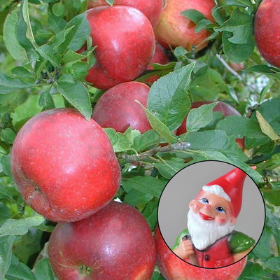 Kölle Bio Zwergapfel 'PidiⓈ' im Topf 7,5 Liter Kölle Bio Zwergapfel 'PidiⓈ' im Topf 7,5 Liter