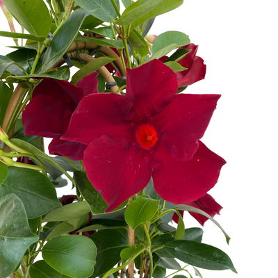 Dipladenie, dunkelrot, Doppelbogen, Topf-Ø 14 cm, Höhe ca. 40 cm, 2 Pflanzen